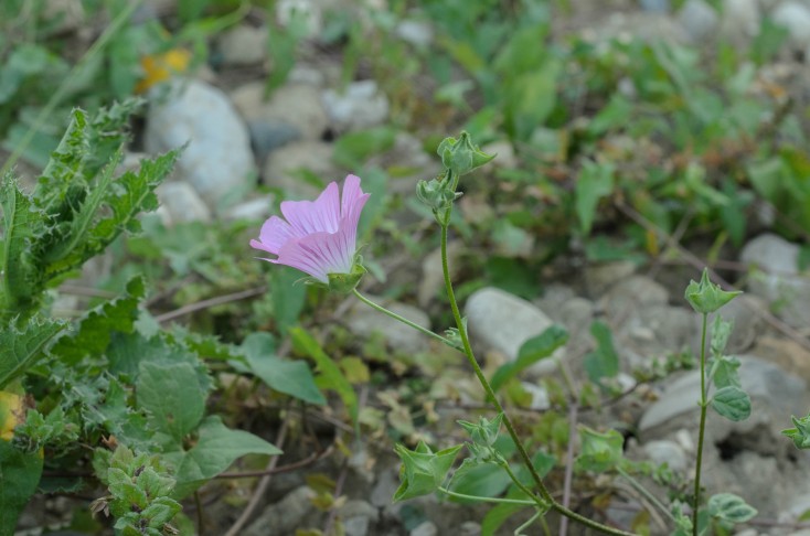 Malva punctata. 08.08.2024