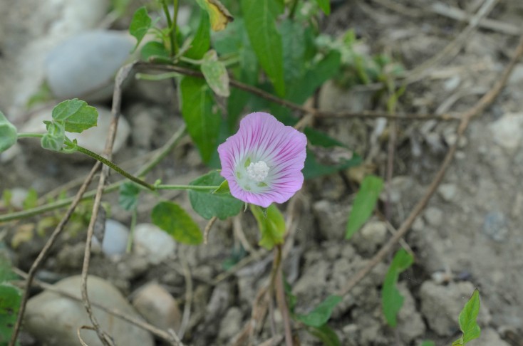 Malva punctata. 08.08.2024