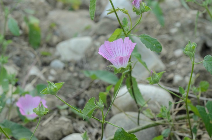 Malva punctata. 08.08.2024