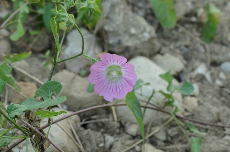 Malva punctata. 08.08.2024