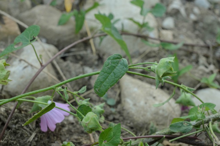 Malva punctata, leaf. 08.08.2024