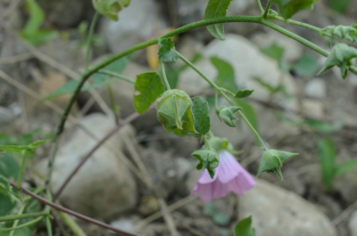 Malva punctata, calyx. 08.08.2024