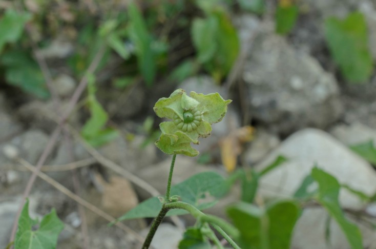 Malva punctata, mericarp. 08.08.2024