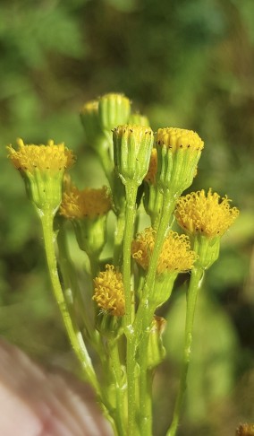 Blüte seitlich