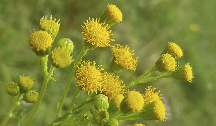 Blüte von oben