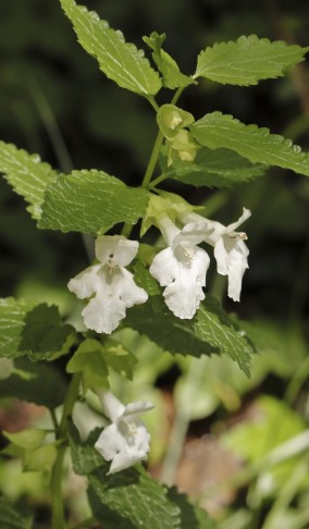 25.05.2024 Immenblatt (Melittis melissophyllum)