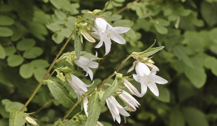 13.07.2024 Nesselblättrige Glockenblume (Campanula trachelium)