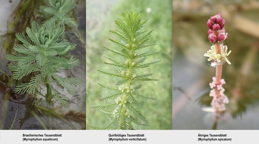 Myriophyllum aquaticum, M. verticillatum und M. spicatum. 