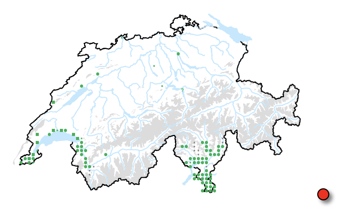 Verbreitung der Art in der CH; roter Punkt = Fundort (Gardasee).