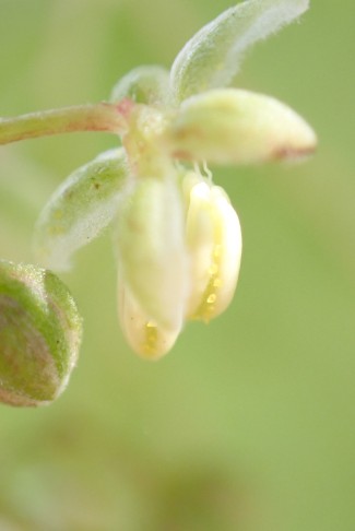 Männliche Blüte, Staubbeutel mit gelben Drüsen. Burgdorf (BE), 17.10.2024