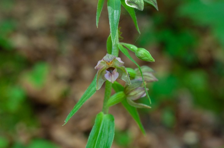 Epipactis helleborine agg.