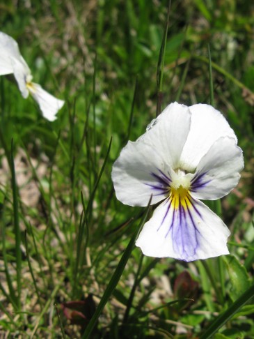 22.06.2016 Albristhubel Zweisimmen BE (Viola?)