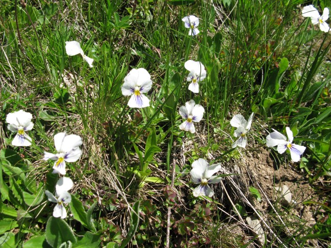 22.06.2016 Albristhubel Zweisimmen BE