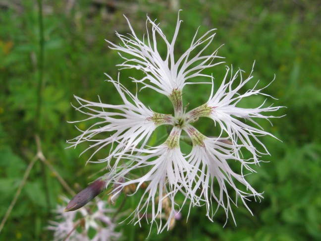 24.07.2016 Dianthus superbus, Zernez GR