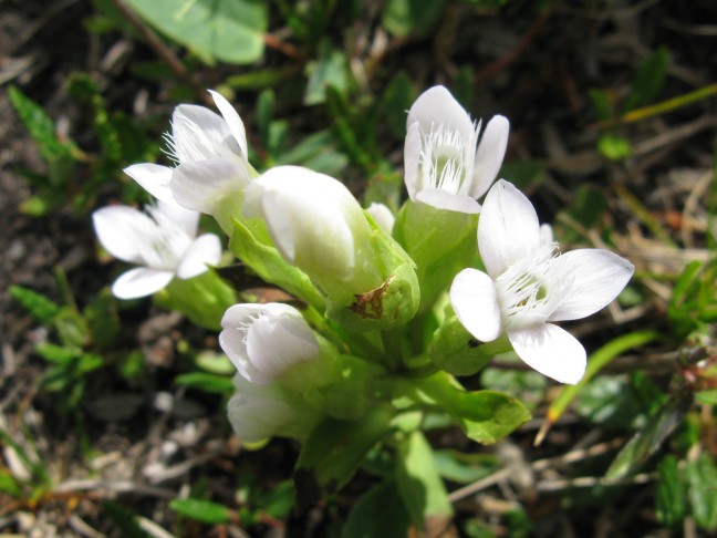 03.08.2016 Gentiana campestris, Ofenpass GR