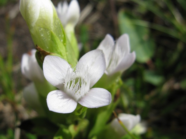 03.08.2016 Gentiana campestris, Ofenpass GR
