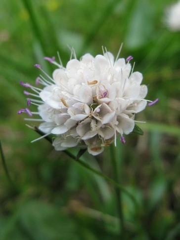 10.09.2016 Succisa pratensis, Ringgenberg BE