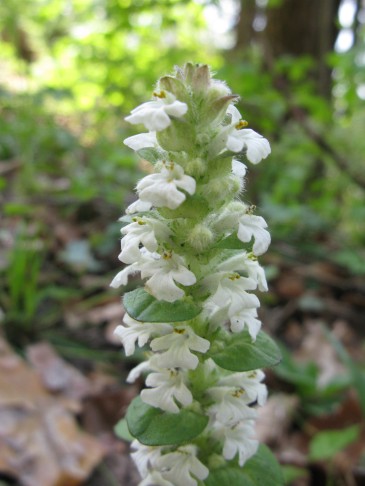 23.04.2017 Ajuga reptans, Oberhofen BE