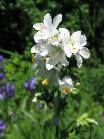 17.06.2017 Polemonium caeruleum, Grimmialp BE