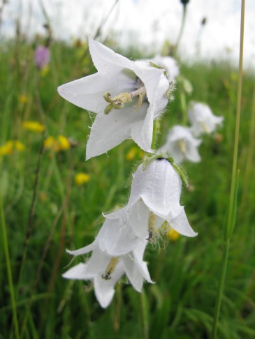 27.06.2017 Campanula barbata, Sparemoos Zweisimmen BE