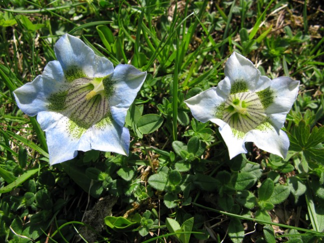 02.06.2012 Gentiana acaulis, Bergün GR