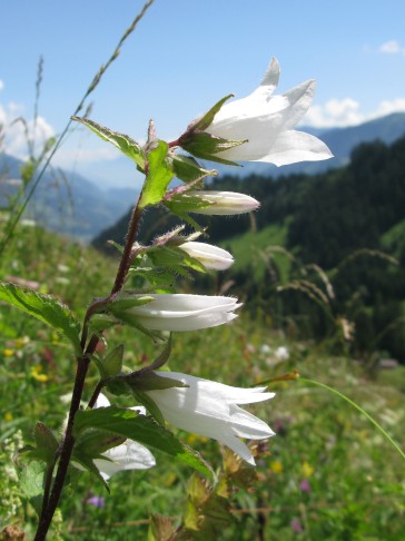 16.07.2019 Campanula trachelium, Oberwil im Simmental BE