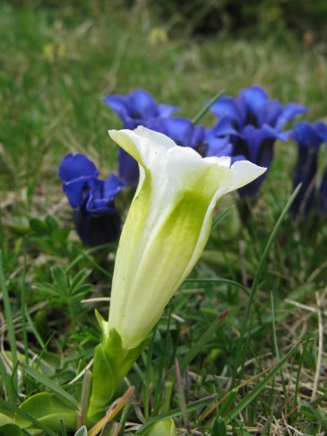 07.06.2015 Gentiana acaulis, Bernina Diavolezza GR