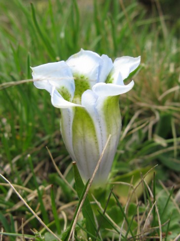 07.06.2015 Gentiana acaulis, Bernina Diavolezza GR