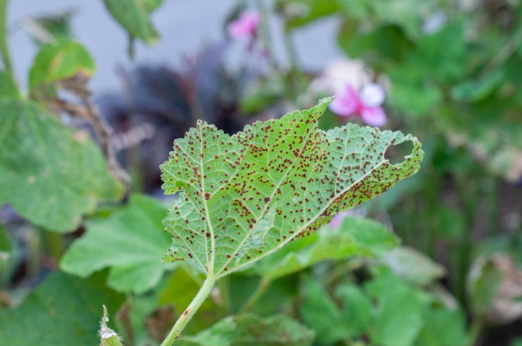 Leptopuccinia malvacearum ex Alcea rosea (La Chaux-de-Fonds)