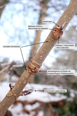 Ein paar allgemeine Knospen-Begriffe – wichtig v.a. 