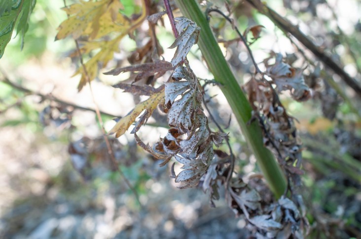 Puccinia absinthii ex Artemisia absinthium