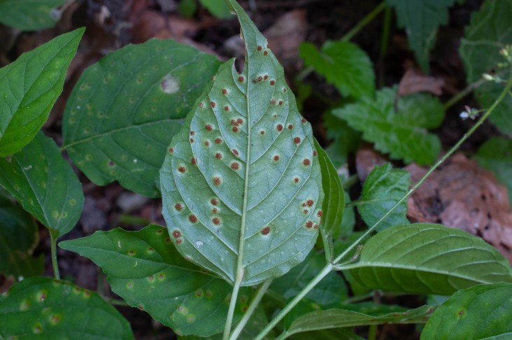 Puccinia circaeae ex Circaea lutetiana