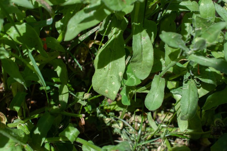 Entyloma calendulae ex Calendula officinalis