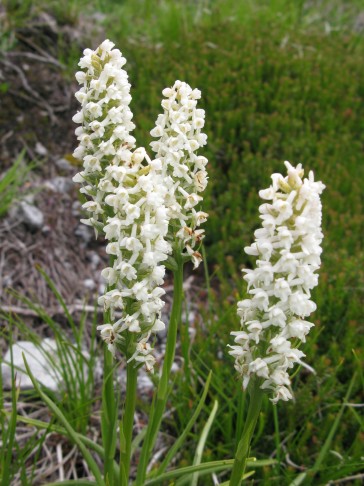 28.07.2016 Gymnadenia odoratissima, Ofenpass