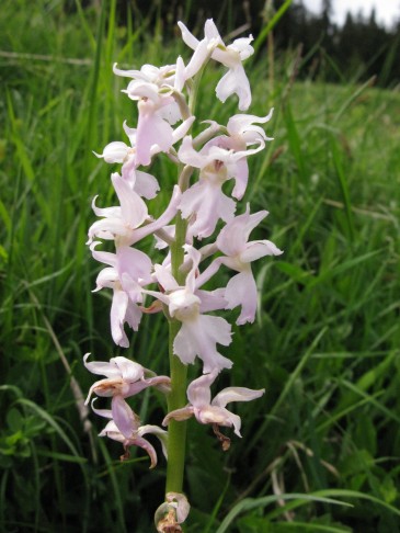 30.05.2009 Orchis mascula, Oberwil i. S.