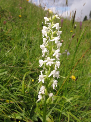 23.06.2011 Gymnadenia conopsea, Zweisimmen Sparemoos