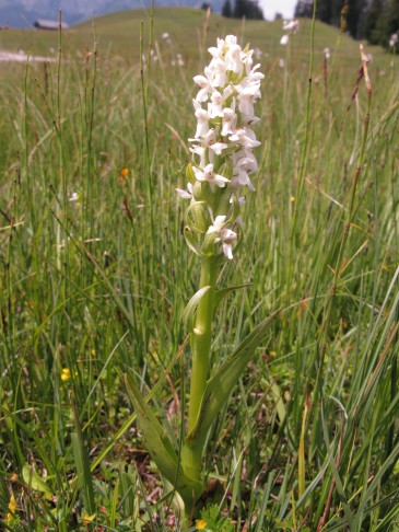 01.07.2011 Dactylorhiza incarnata, Jaunpass