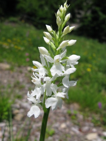 14.06.2012 Dactylorhiza fuchsii, Brienz BE