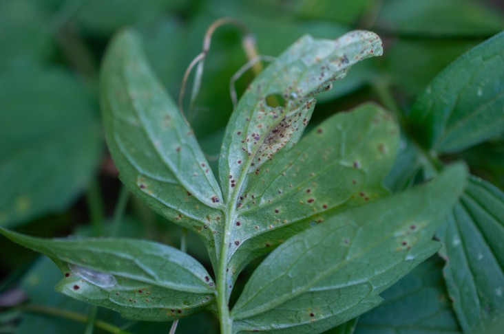 Uromyces valerianae ex Valeriana officinalis