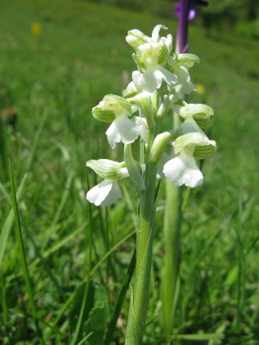 14.05.2013 Orchis morio, Walderalp