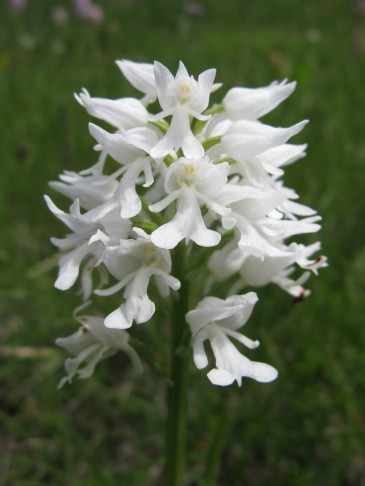 25.06.2013 Orchis militaris, Madulain GR