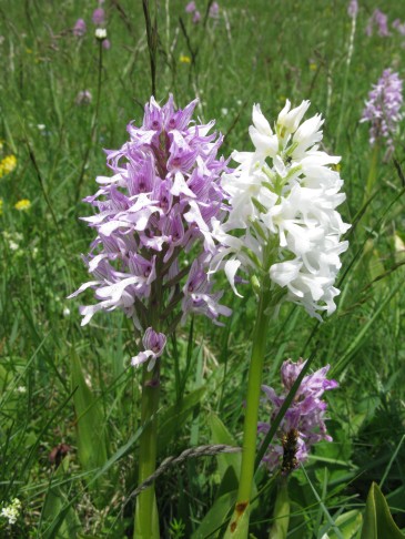 08.06.2015 Orchis militaris, Madulain GR