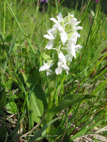 12.07.2013 Dactylorhiza majalis (?), Habkern Lombachalp