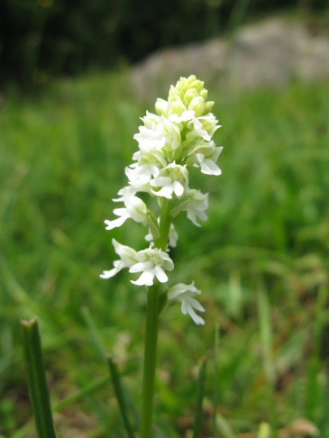 19.07.2013  Orchis/Neotinea ustulata, Habkern Lombachalp