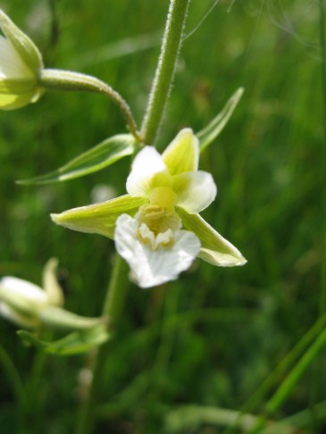 06.07.2015 Epipactis palustris, Rossberg Oberwil i. S. 