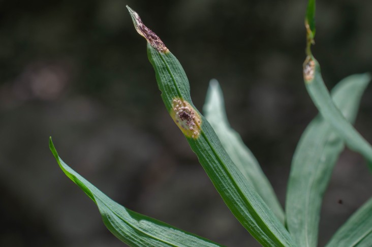 Tuberculina persicina ex Puccinia sessilis ex Polygonatum sp.