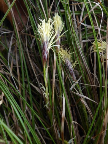 Carex humilis