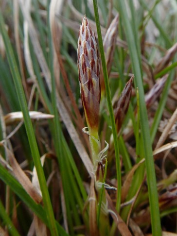 Carex humilis