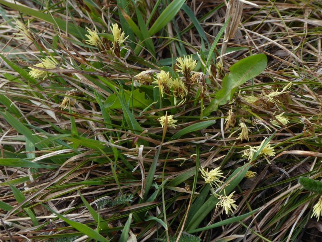 Carex humilis