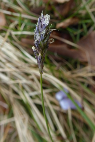 Sesleria caerulea